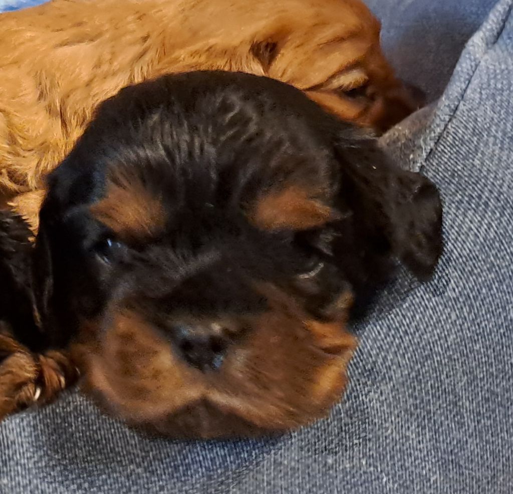 de la Horde de Dixie - Chiot disponible  - Cavalier King Charles Spaniel