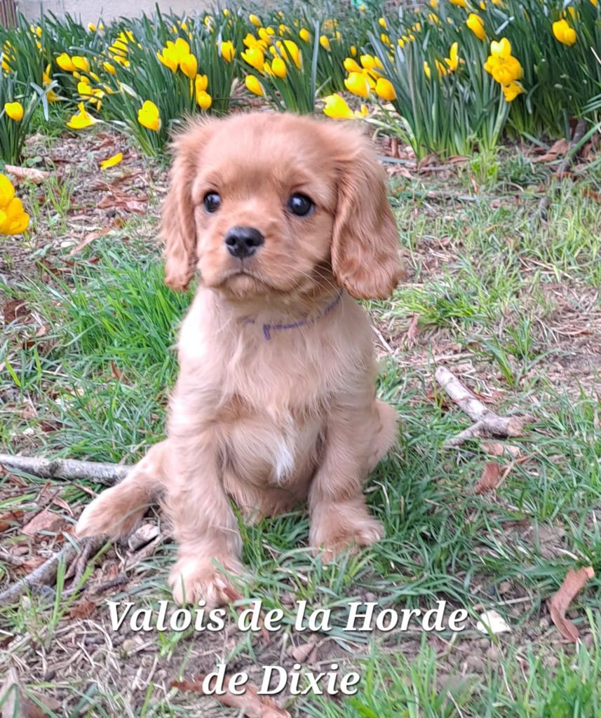 de la Horde de Dixie - Chiot disponible  - Cavalier King Charles Spaniel