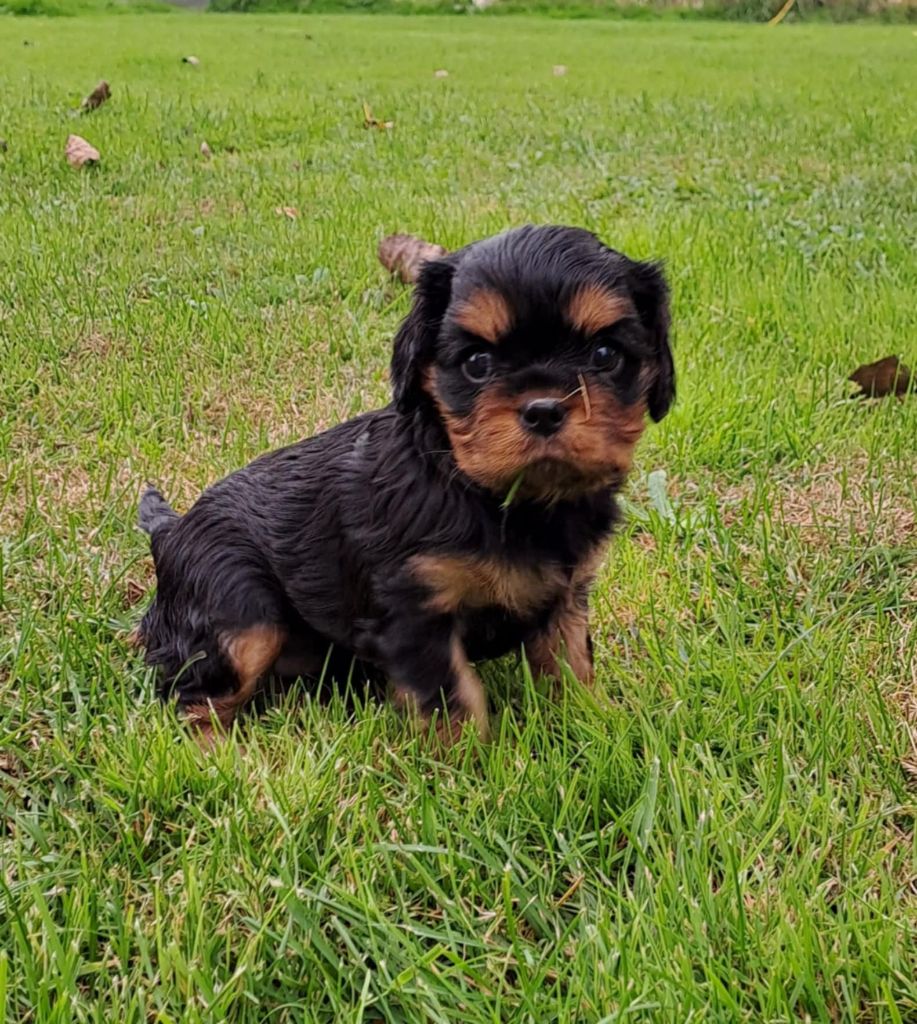 de la Horde de Dixie - Chiot disponible  - Cavalier King Charles Spaniel