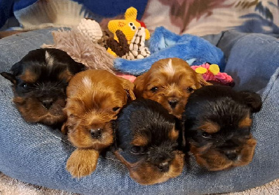 de la Horde de Dixie - Cavalier King Charles Spaniel - Portée née le 01/10/2024