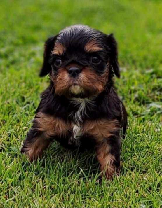 de la Horde de Dixie - Chiot disponible  - Cavalier King Charles Spaniel