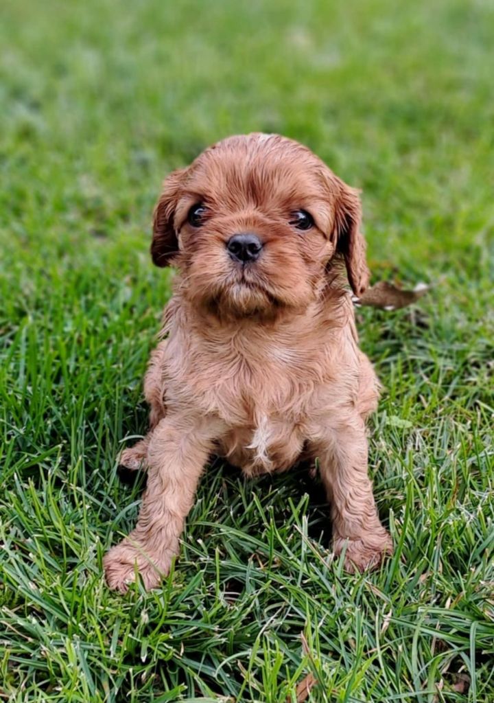 de la Horde de Dixie - Chiot disponible  - Cavalier King Charles Spaniel