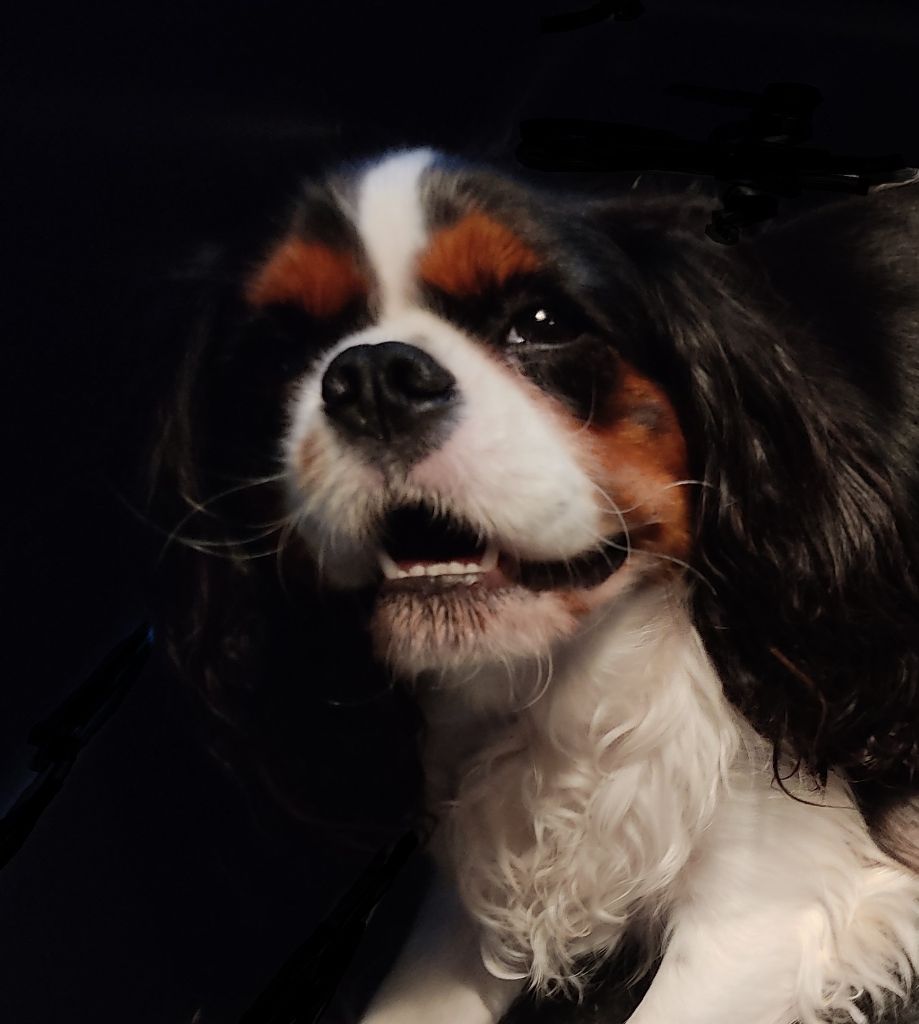 Phéclochett de la Horde de Dixie