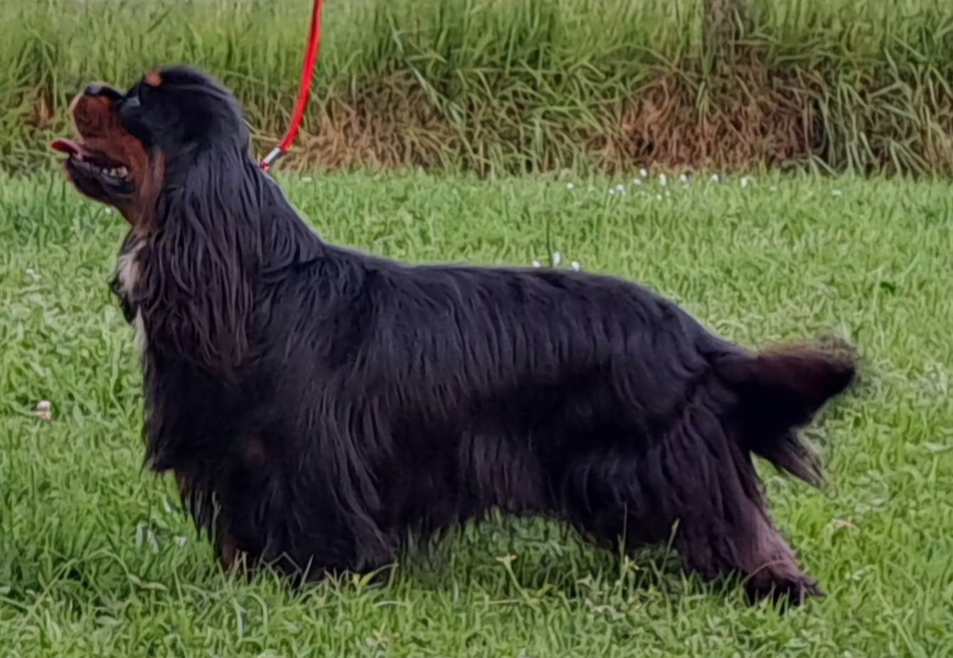 Un Tramway Nommé Désir du Jardin de Claire