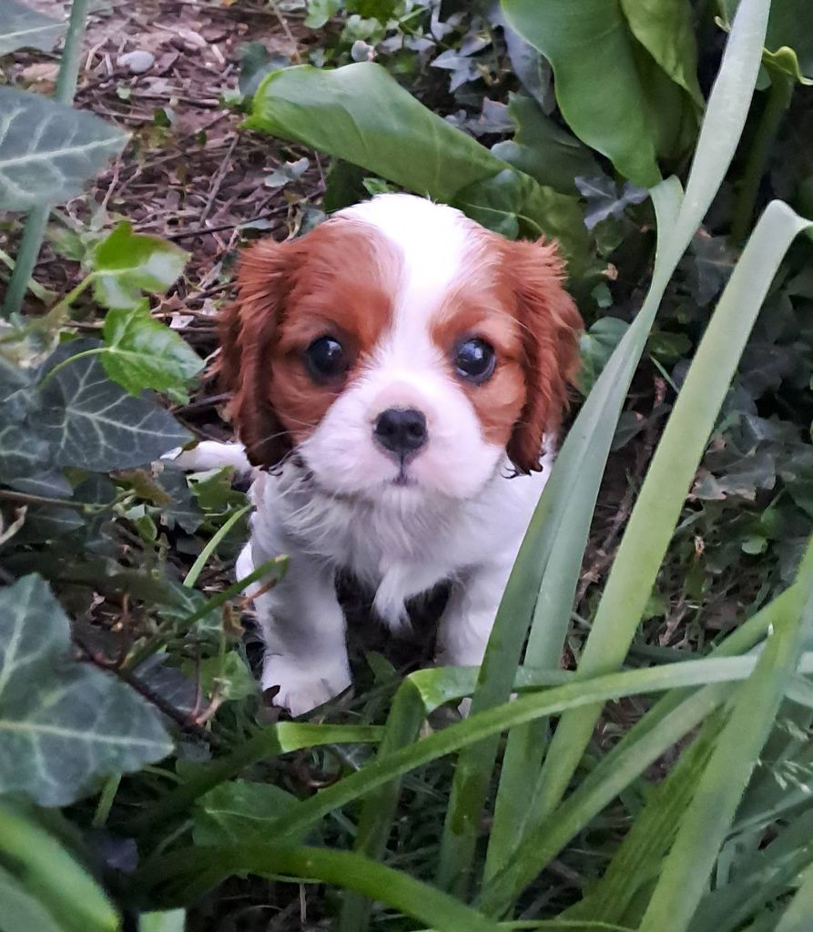 de la Horde de Dixie - Chiots disponibles - Cavalier King Charles Spaniel