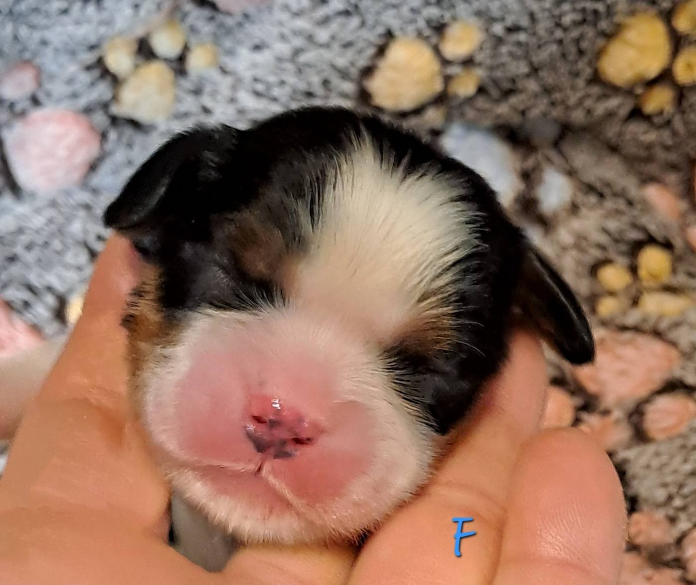 de la Horde de Dixie - Chiots disponibles - Cavalier King Charles Spaniel