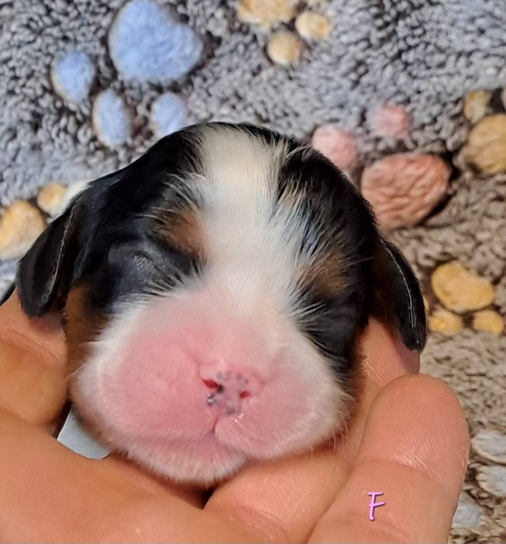 de la Horde de Dixie - Chiots disponibles - Cavalier King Charles Spaniel