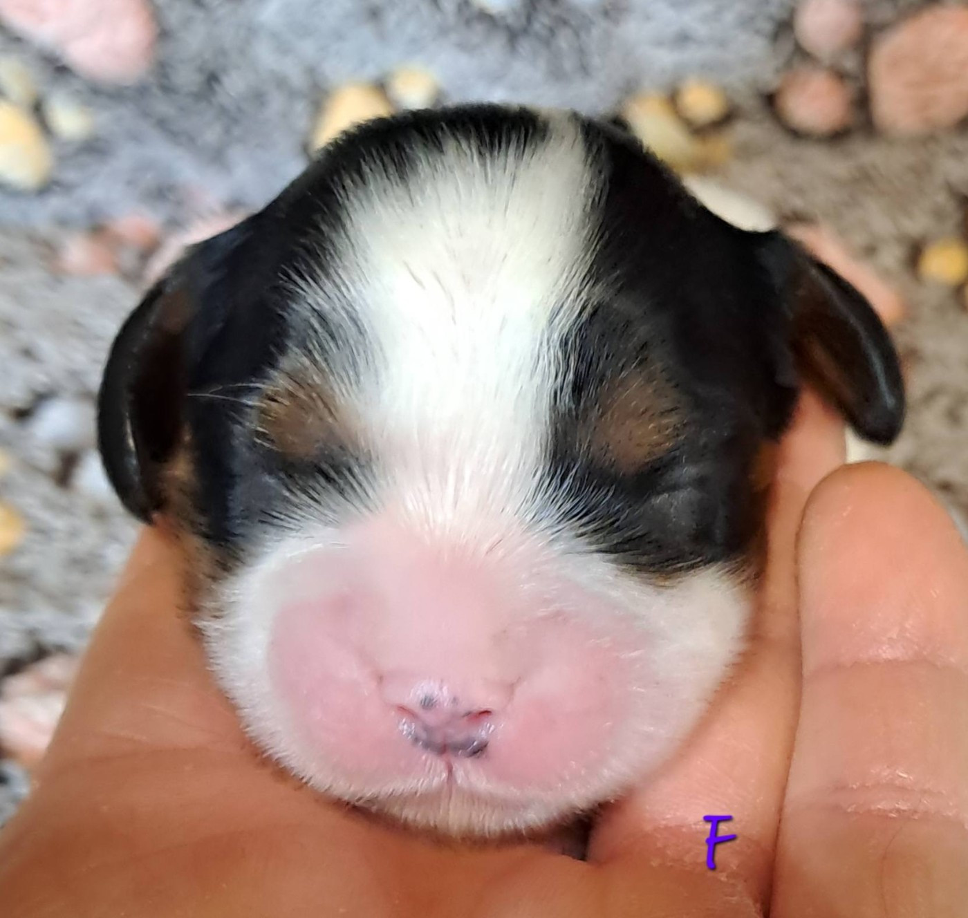 de la Horde de Dixie - Chiots disponibles - Cavalier King Charles Spaniel