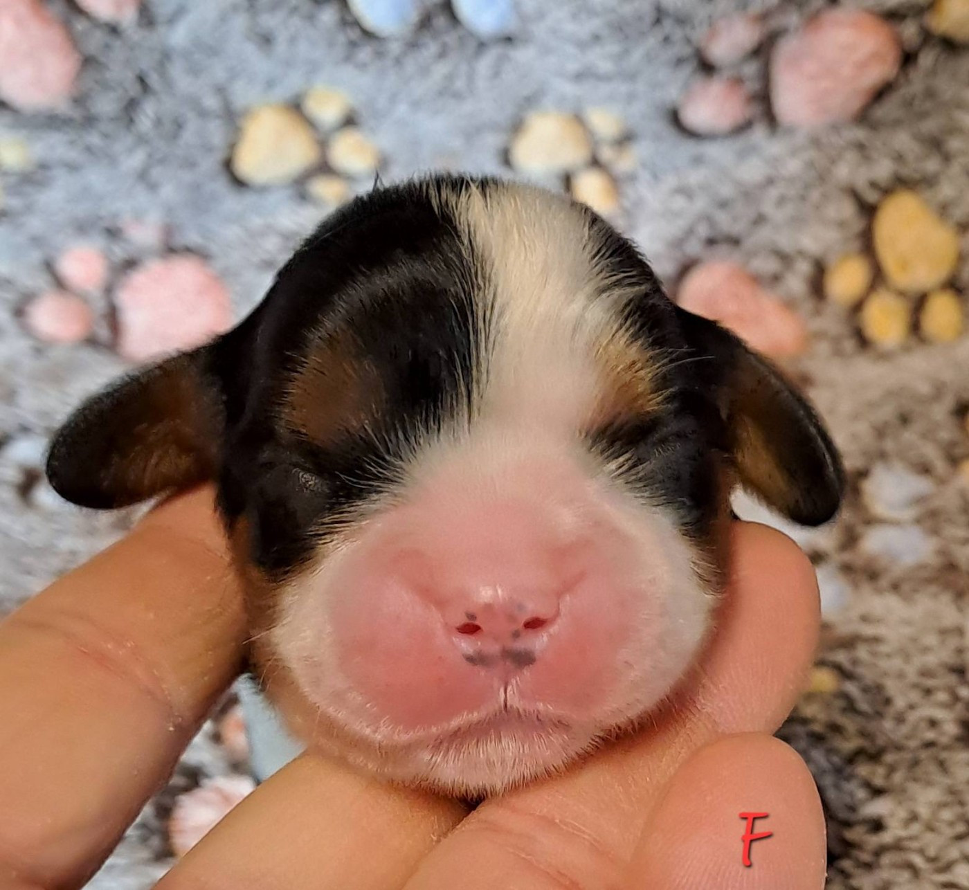 de la Horde de Dixie - Chiots disponibles - Cavalier King Charles Spaniel