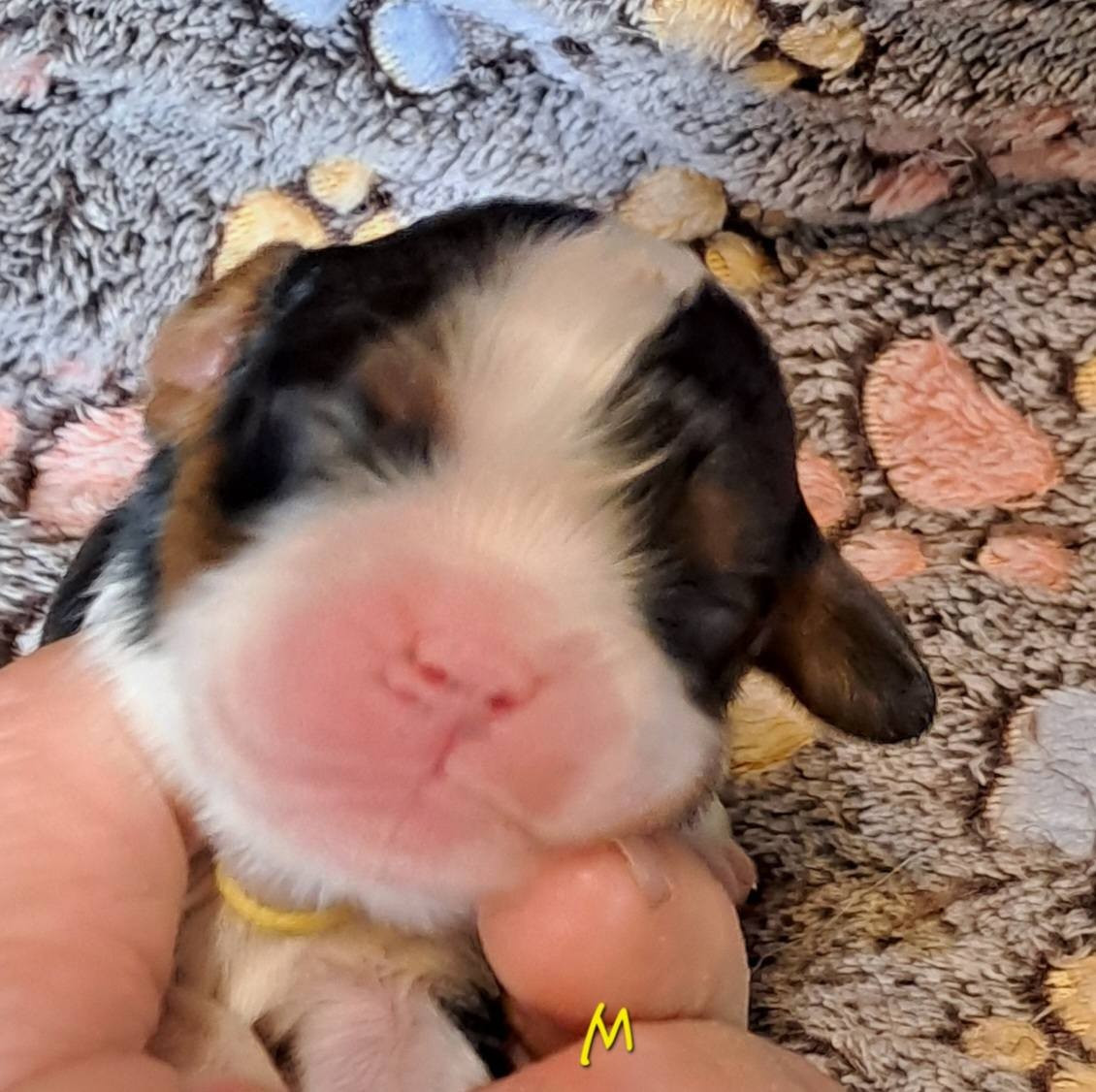 de la Horde de Dixie - Chiots disponibles - Cavalier King Charles Spaniel