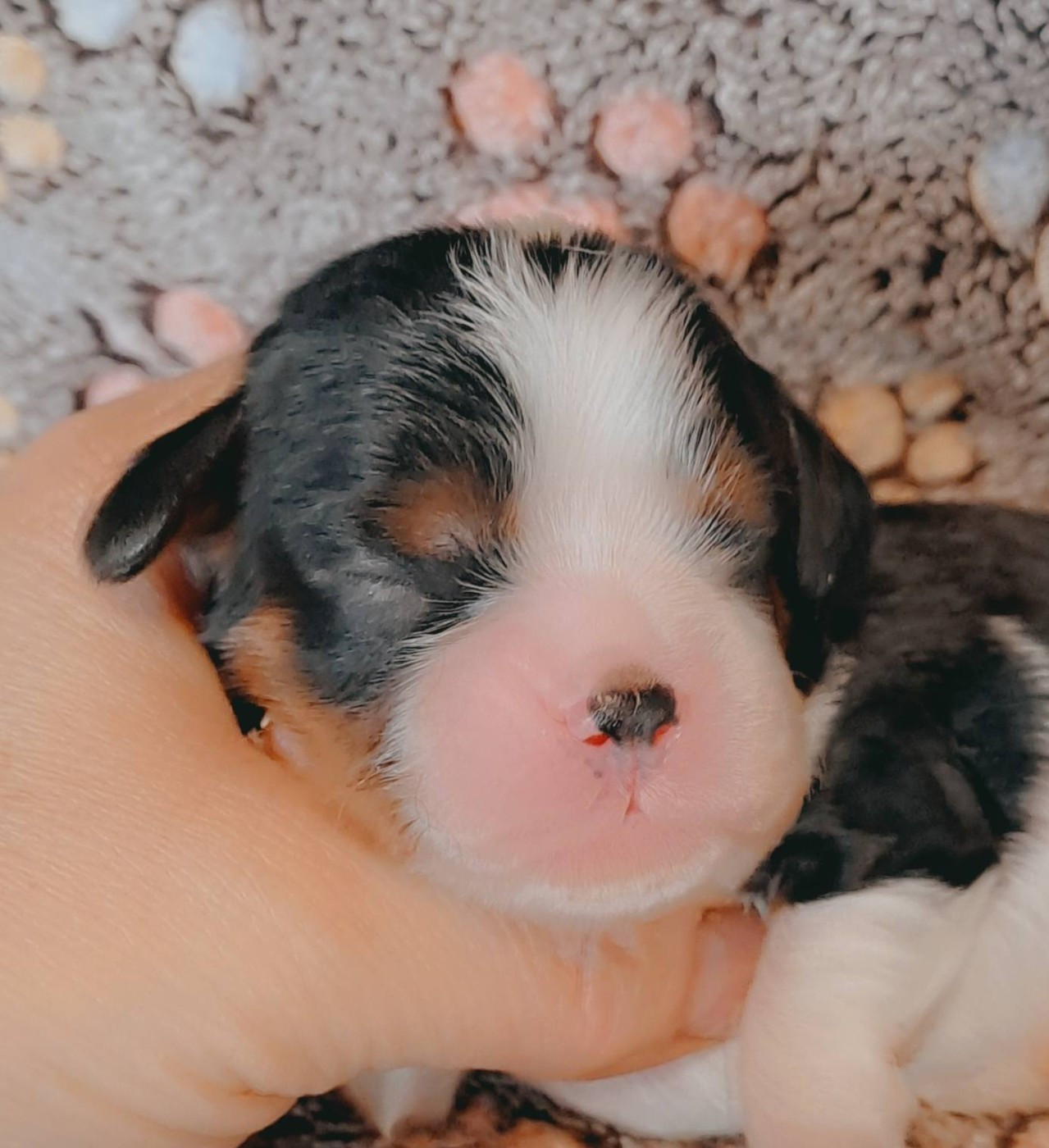 de la Horde de Dixie - Chiots disponibles - Cavalier King Charles Spaniel