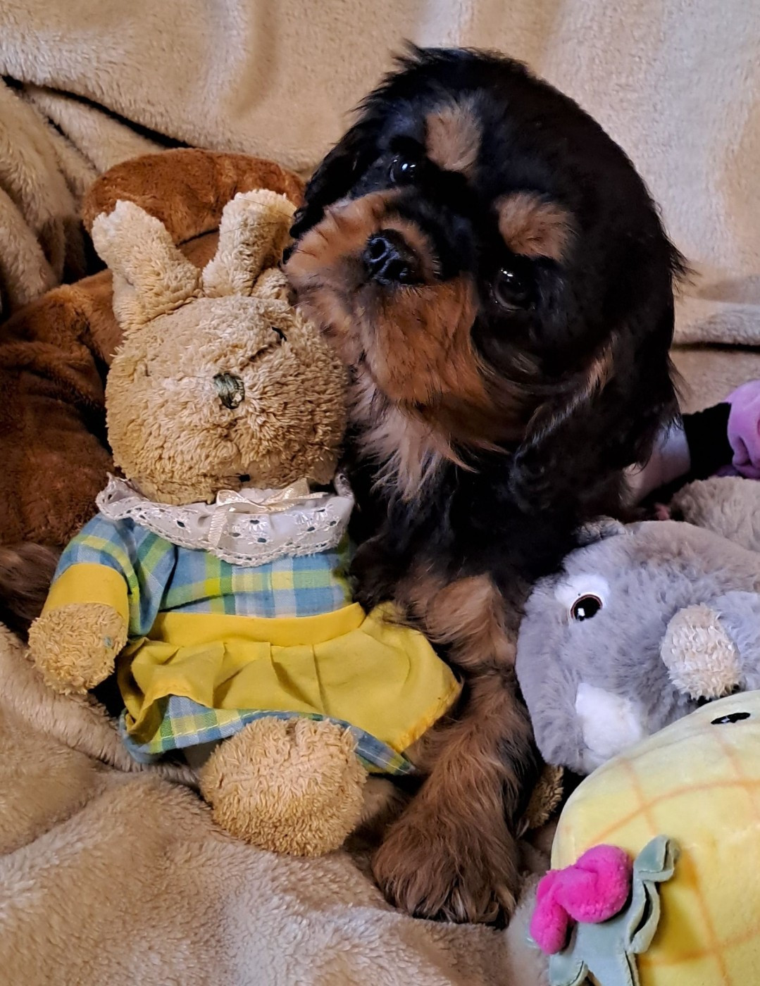 de la Horde de Dixie - Chiots disponibles - Cavalier King Charles Spaniel