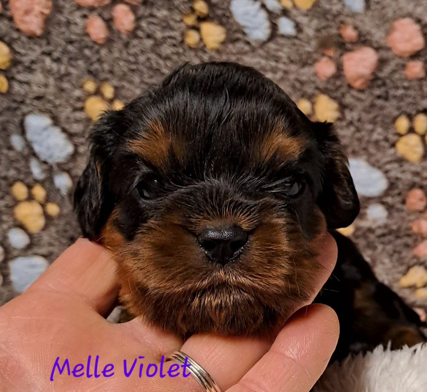 de la Horde de Dixie - Chiots disponibles - Cavalier King Charles Spaniel