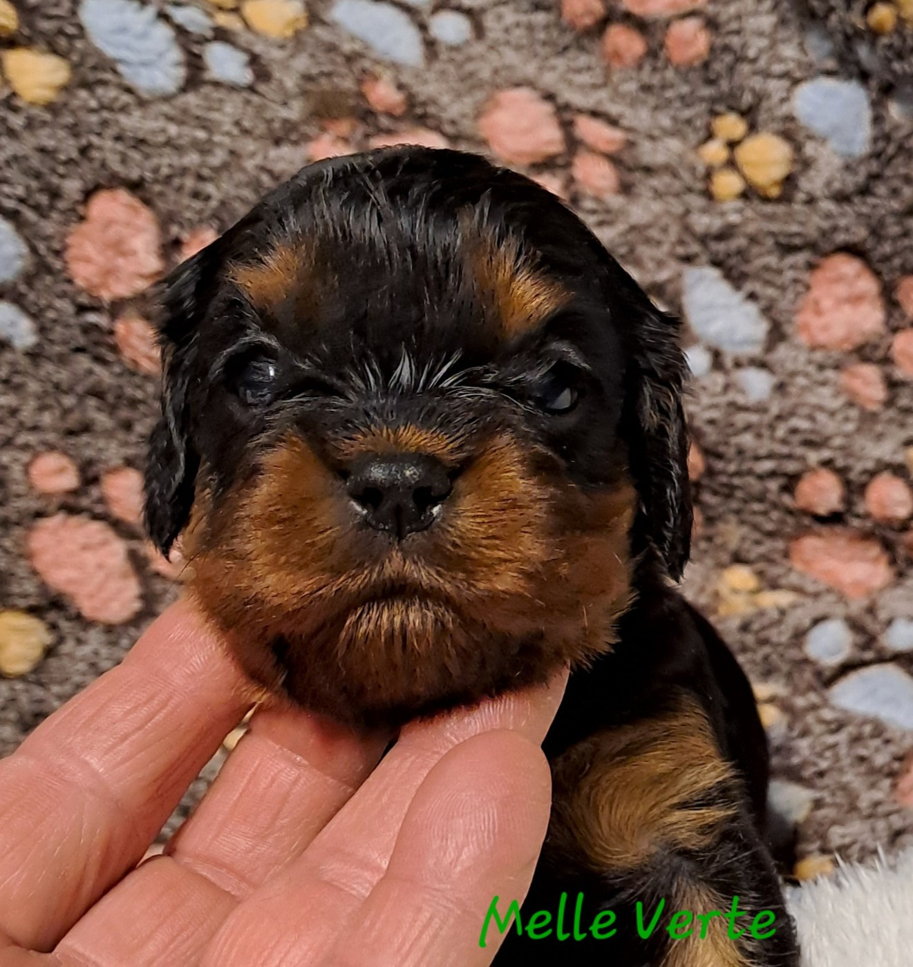 de la Horde de Dixie - Chiots disponibles - Cavalier King Charles Spaniel