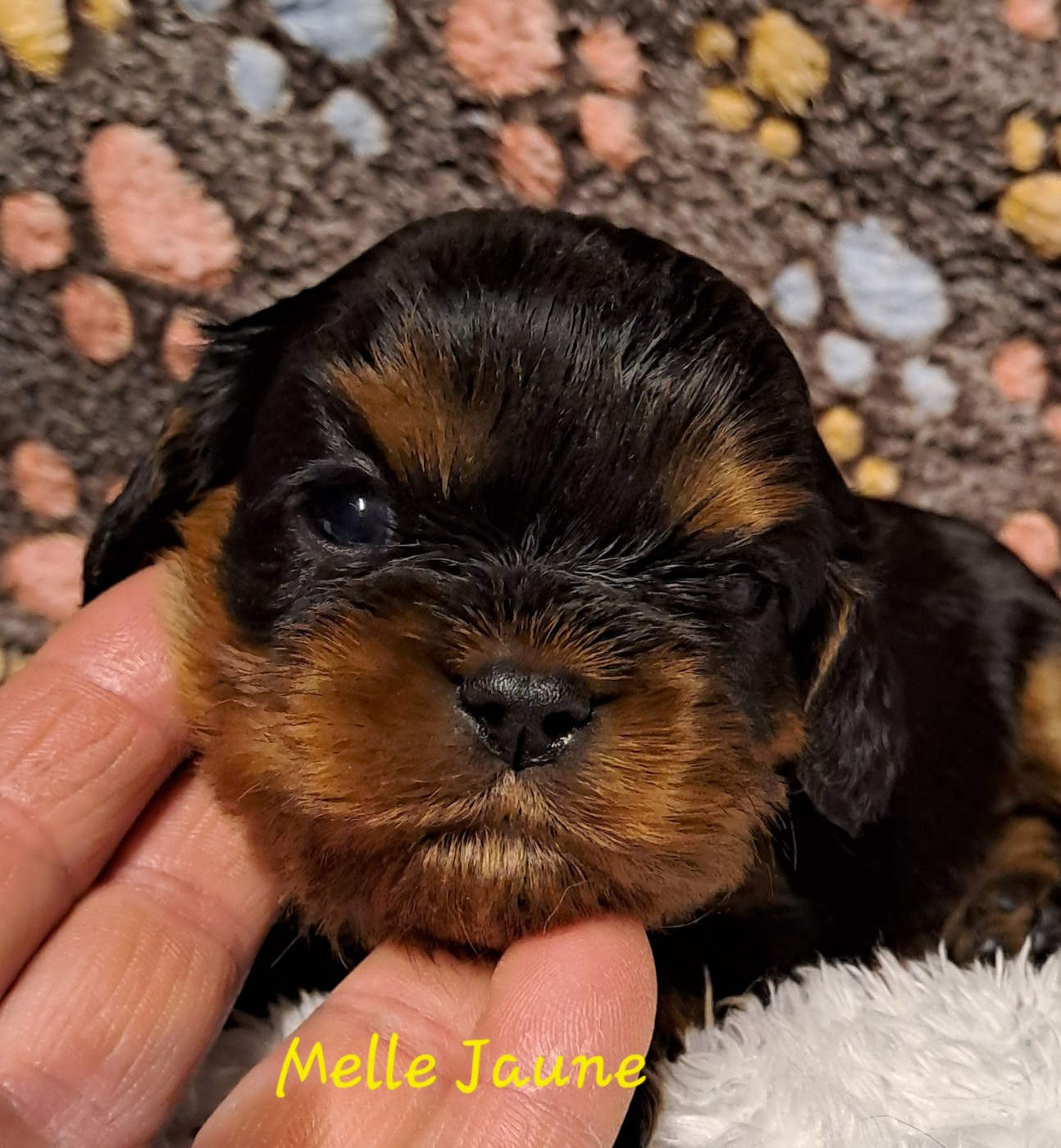 de la Horde de Dixie - Chiots disponibles - Cavalier King Charles Spaniel