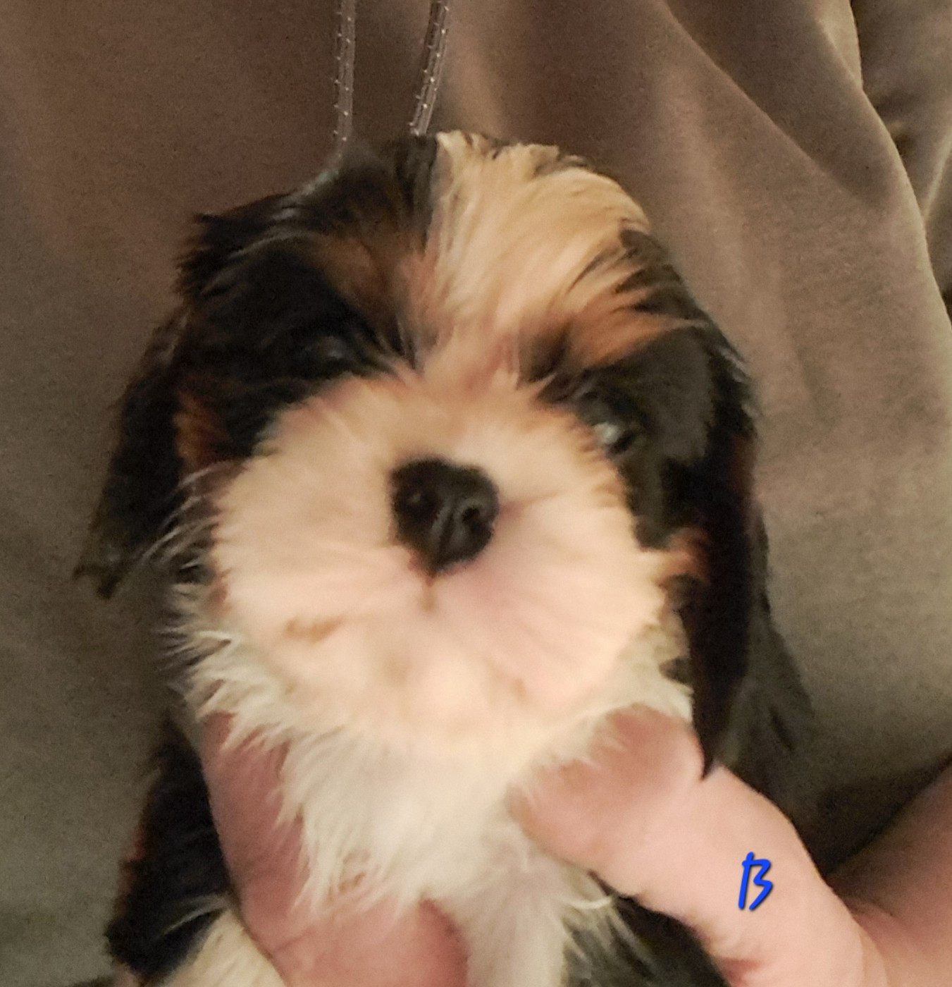 de la Horde de Dixie - Chiots disponibles - Cavalier King Charles Spaniel