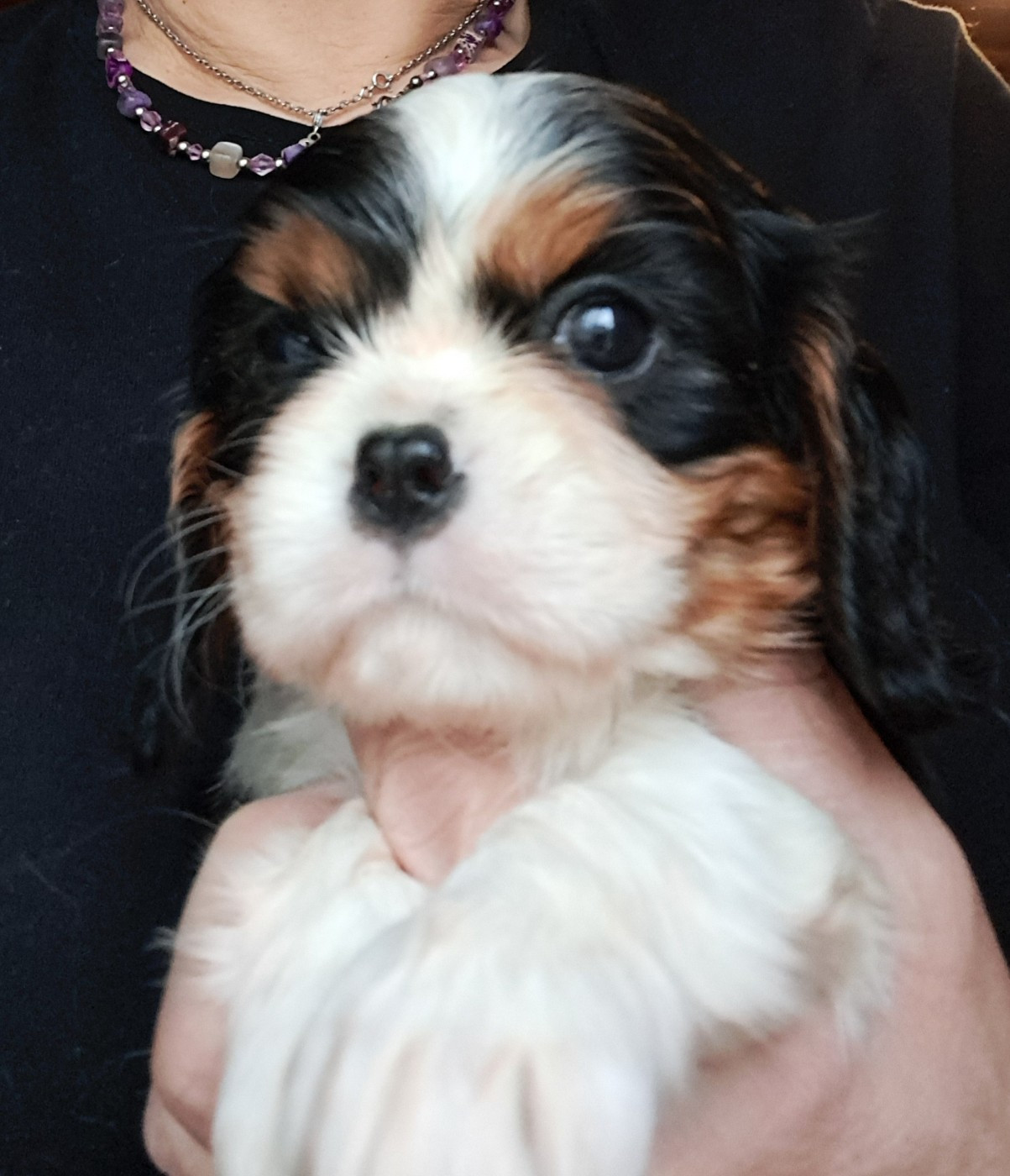 de la Horde de Dixie - Chiots disponibles - Cavalier King Charles Spaniel