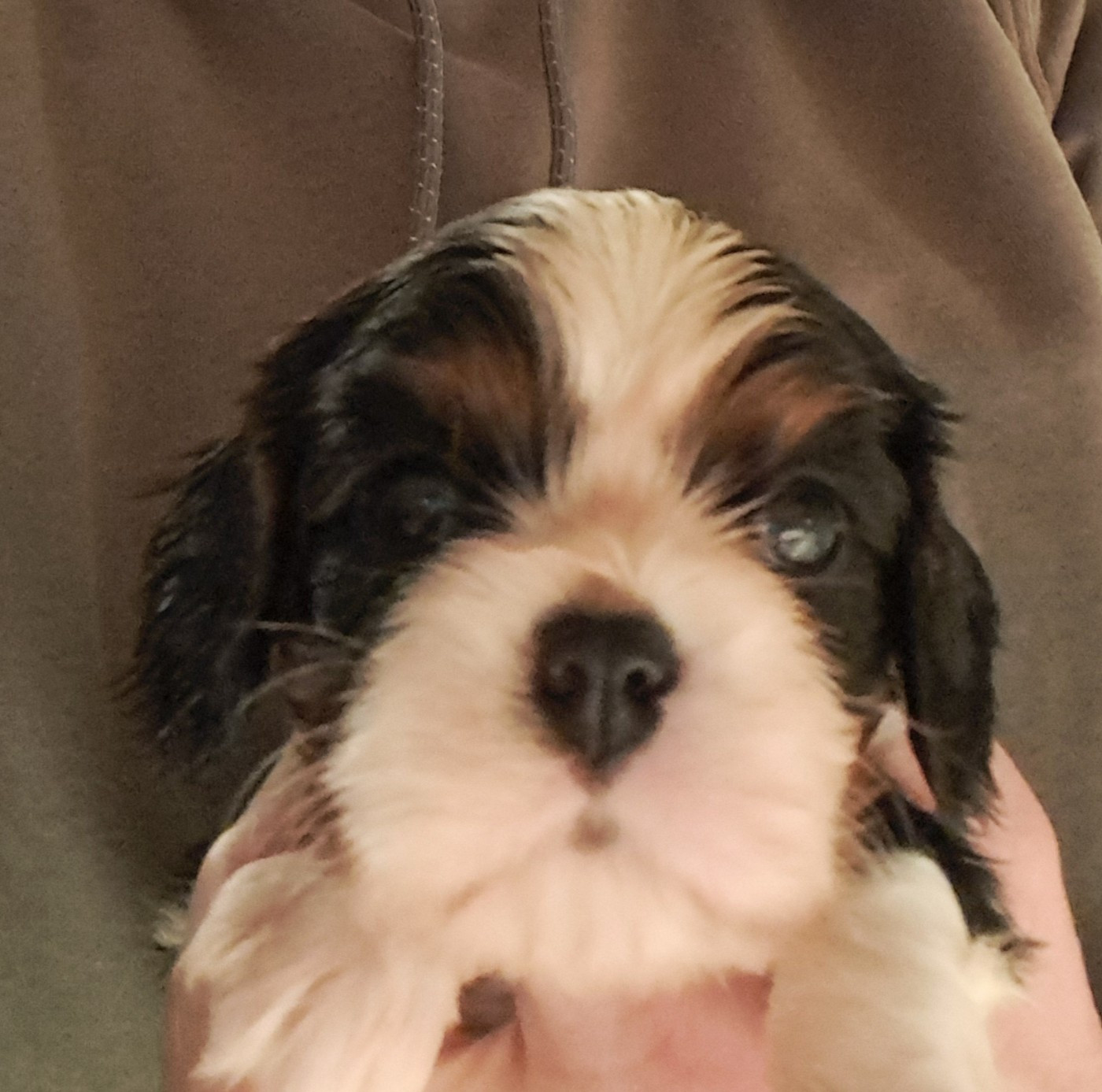de la Horde de Dixie - Chiots disponibles - Cavalier King Charles Spaniel