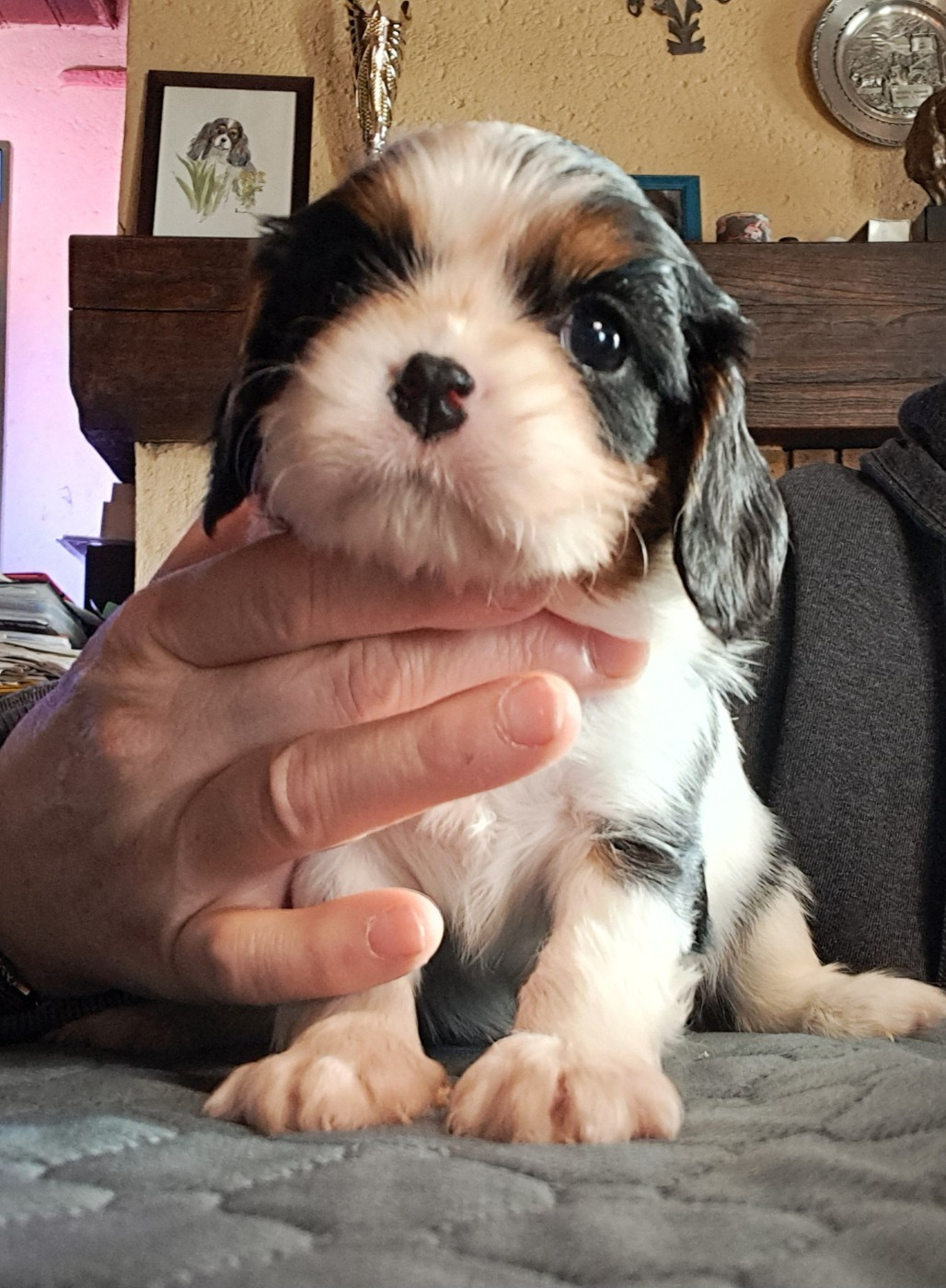 de la Horde de Dixie - Chiots disponibles - Cavalier King Charles Spaniel