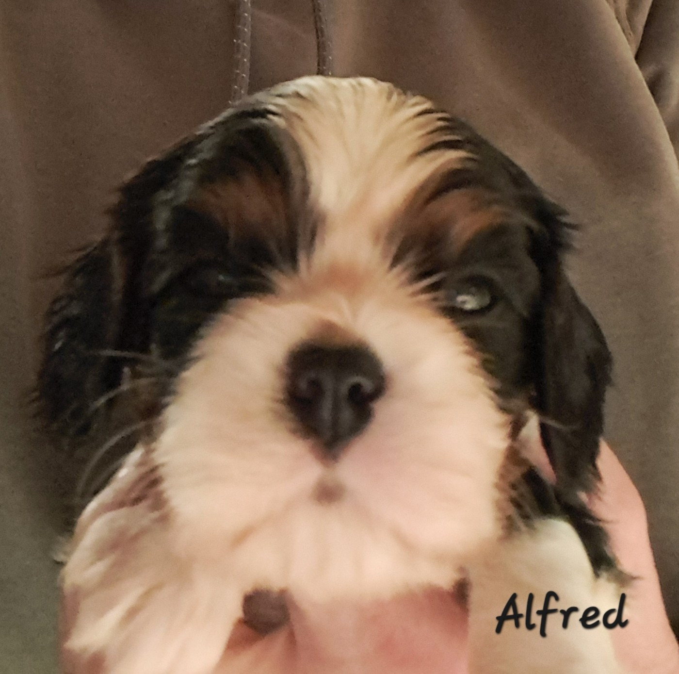 de la Horde de Dixie - Chiots disponibles - Cavalier King Charles Spaniel