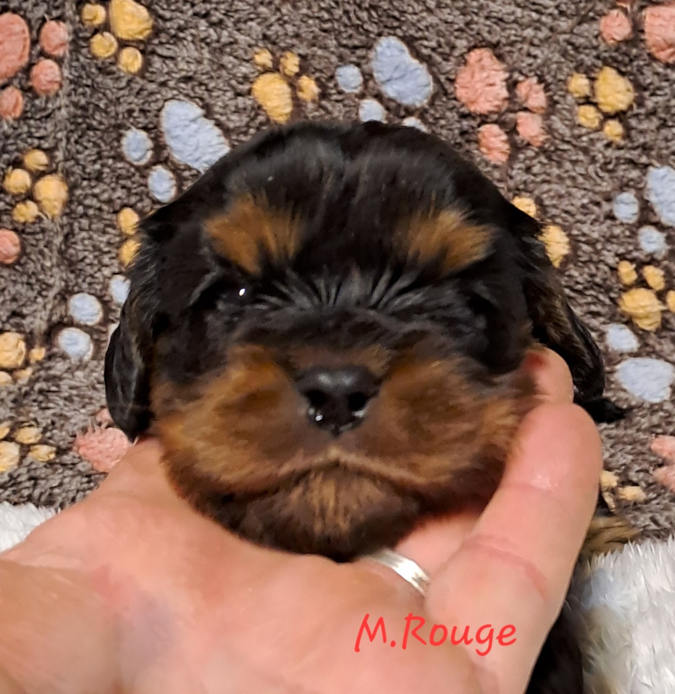 de la Horde de Dixie - Chiots disponibles - Cavalier King Charles Spaniel
