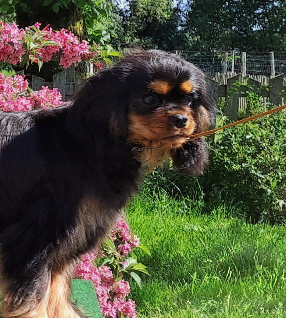 de la Horde de Dixie - Chiots disponibles - Cavalier King Charles Spaniel