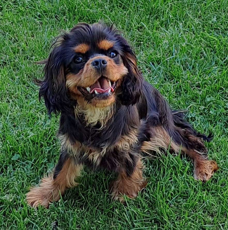 de la Horde de Dixie - Chiots disponibles - Cavalier King Charles Spaniel