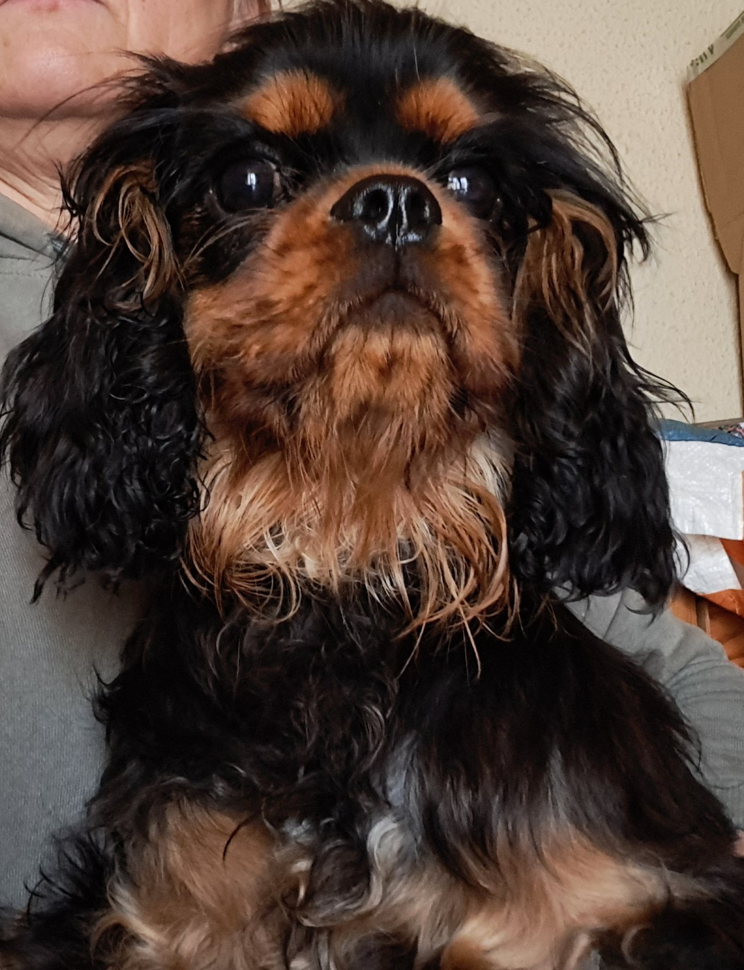 de la Horde de Dixie - Chiots disponibles - Cavalier King Charles Spaniel