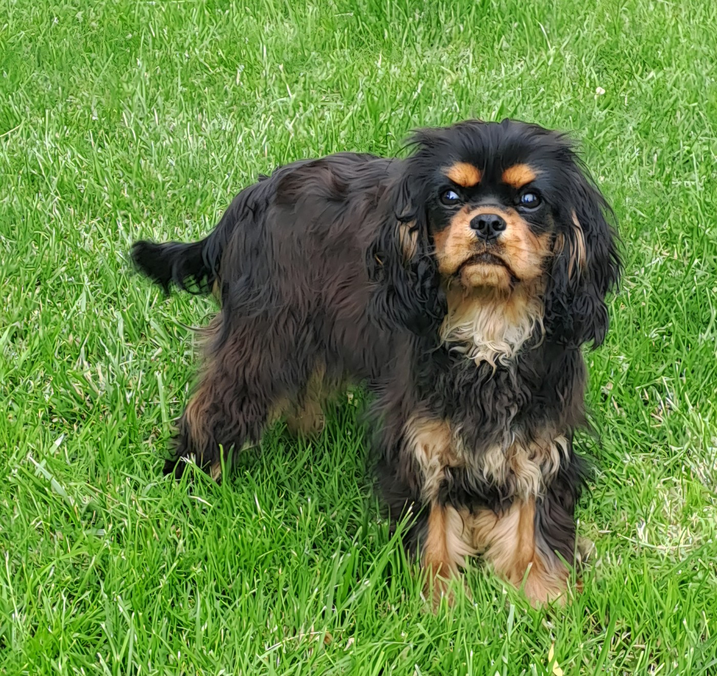 Chiot Cavalier King Charles Spaniel de la Horde de Dixie