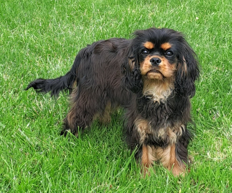 de la Horde de Dixie - Chiots disponibles - Cavalier King Charles Spaniel