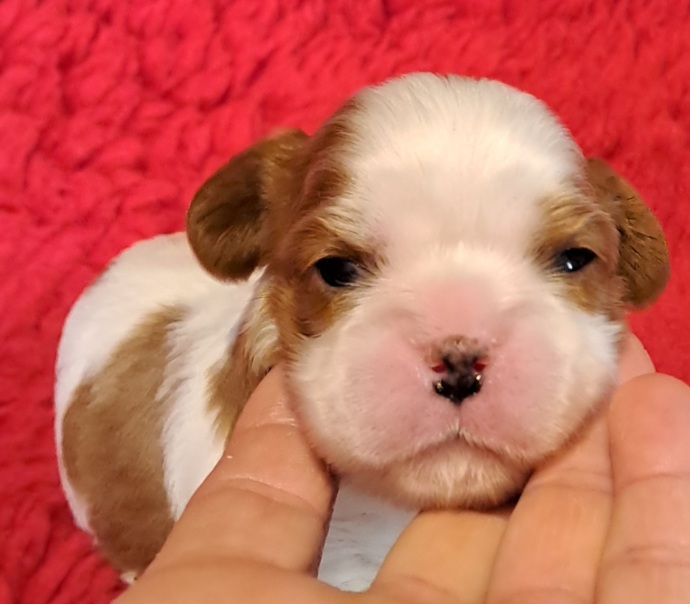 de la Horde de Dixie - Chiots disponibles - Cavalier King Charles Spaniel