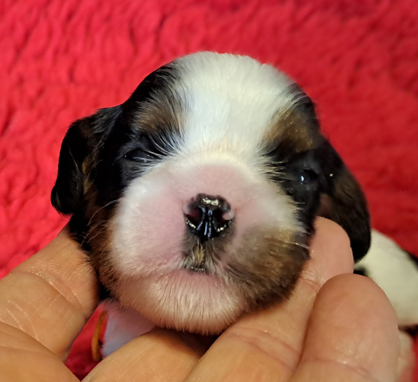 de la Horde de Dixie - Chiots disponibles - Cavalier King Charles Spaniel