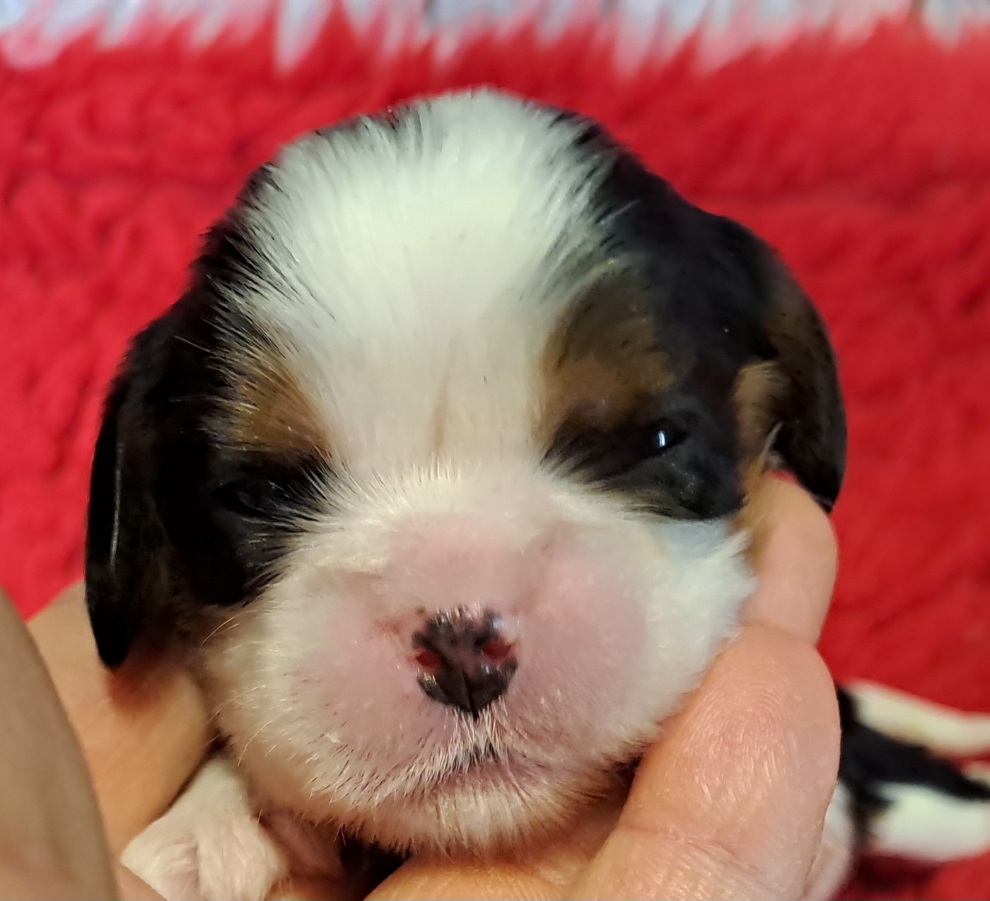 de la Horde de Dixie - Chiots disponibles - Cavalier King Charles Spaniel