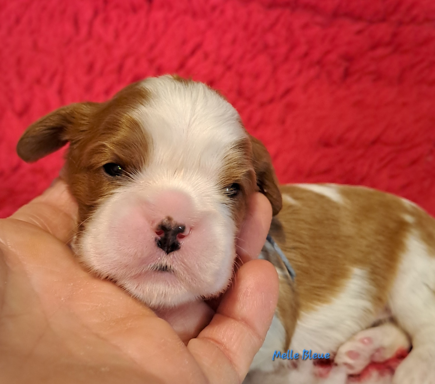 de la Horde de Dixie - Chiots disponibles - Cavalier King Charles Spaniel