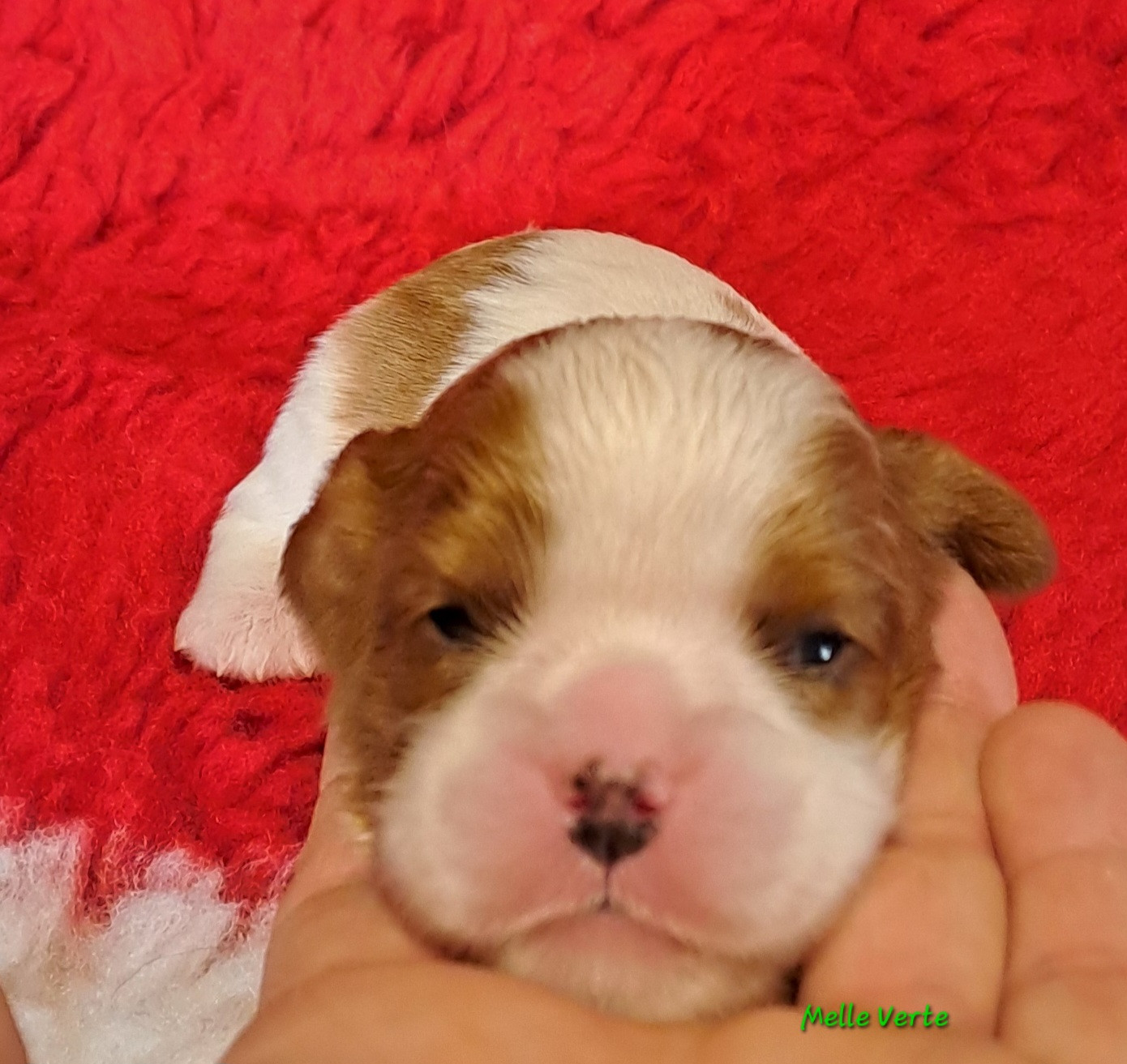 de la Horde de Dixie - Chiots disponibles - Cavalier King Charles Spaniel