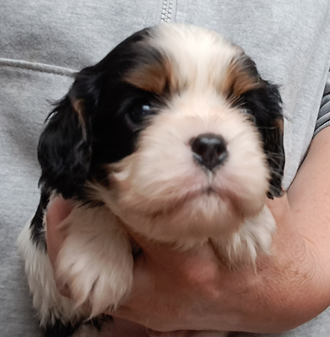 de la Horde de Dixie - Chiots disponibles - Cavalier King Charles Spaniel