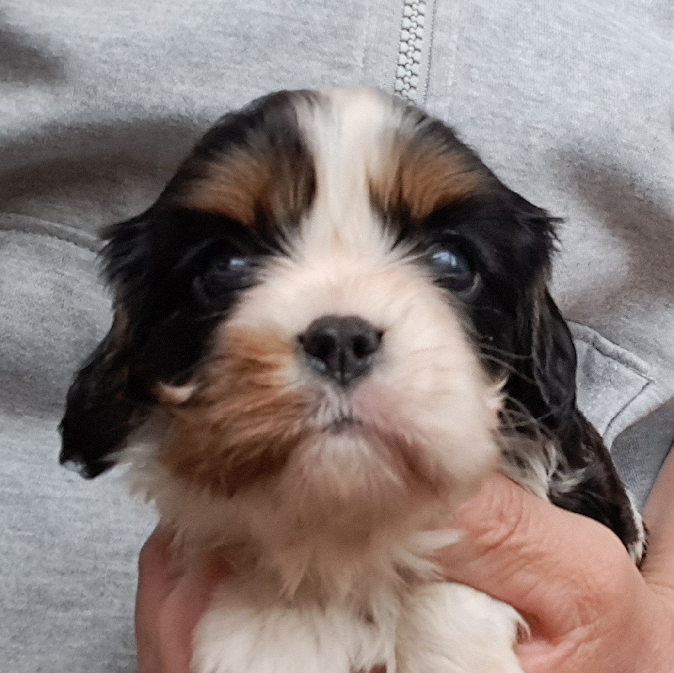 de la Horde de Dixie - Chiots disponibles - Cavalier King Charles Spaniel