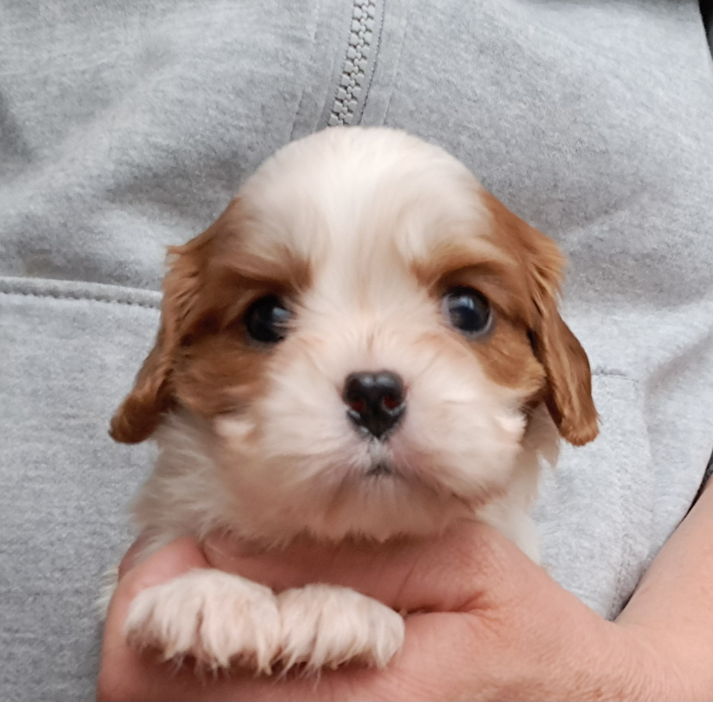 de la Horde de Dixie - Chiots disponibles - Cavalier King Charles Spaniel