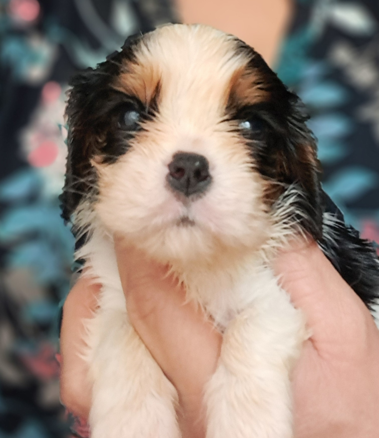 de la Horde de Dixie - Chiots disponibles - Cavalier King Charles Spaniel