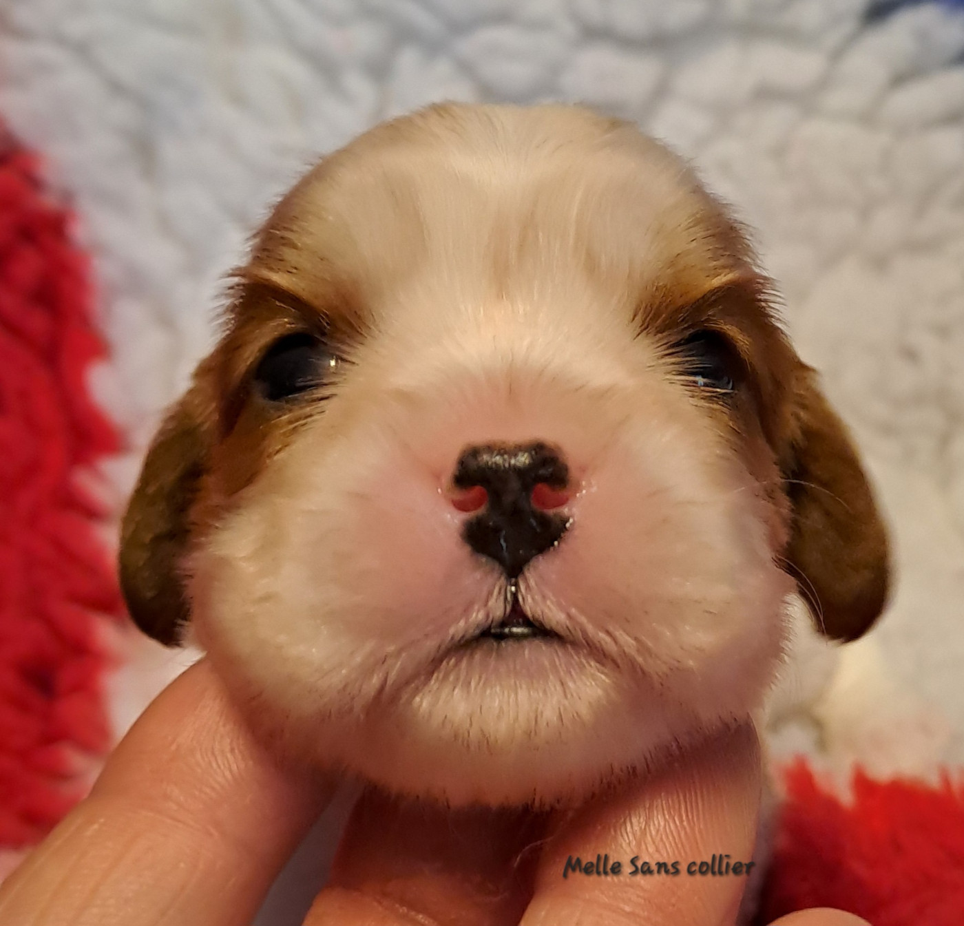 de la Horde de Dixie - Chiots disponibles - Cavalier King Charles Spaniel