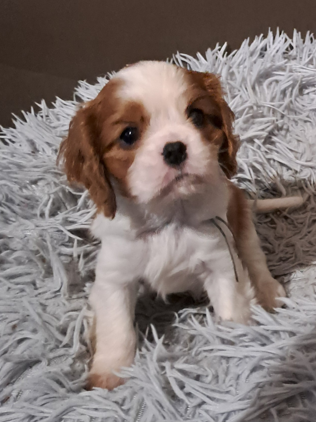 de la Horde de Dixie - Chiots disponibles - Cavalier King Charles Spaniel