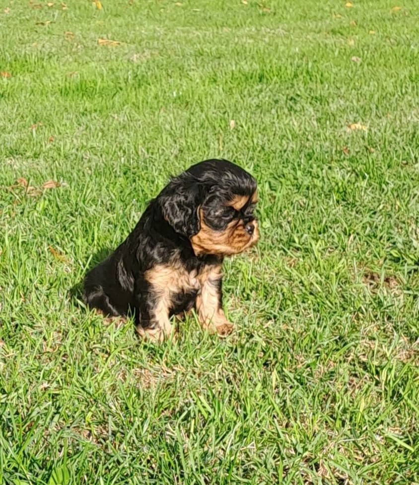 de la Horde de Dixie - Chiots disponibles - Cavalier King Charles Spaniel