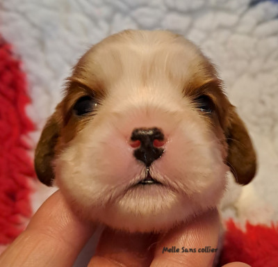 Chiot N°3