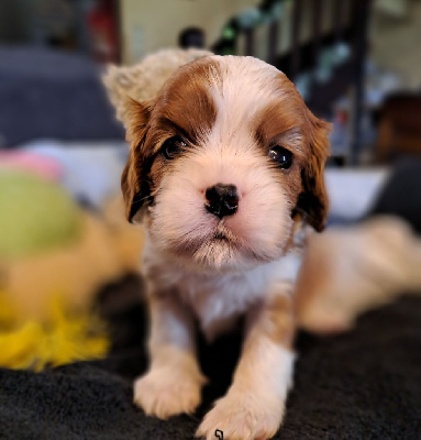 CHIOT