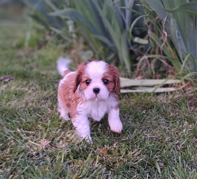 CHIOT