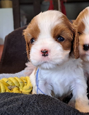 CHIOT